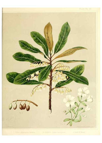 Reproducción/Reproduction 46016254314: Art album of New Zealand flora.. Wellington, N.Z.Bock & Cousins[1889]. 