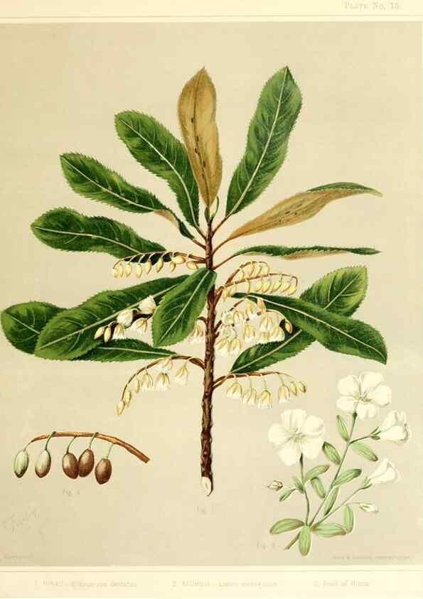 Reproducción/Reproduction 46016254314: Art album of New Zealand flora.. Wellington, N.Z.Bock & Cousins[1889]. 