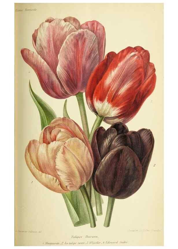 Reproducción/Reproduction 39740064233: Revue horticole.. Paris :Librairie agricole de la maison rustique,1829-1974.. 