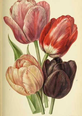 Reproducción/Reproduction 39740064233: Revue horticole.. Paris :Librairie agricole de la maison rustique,1829-1974.. 