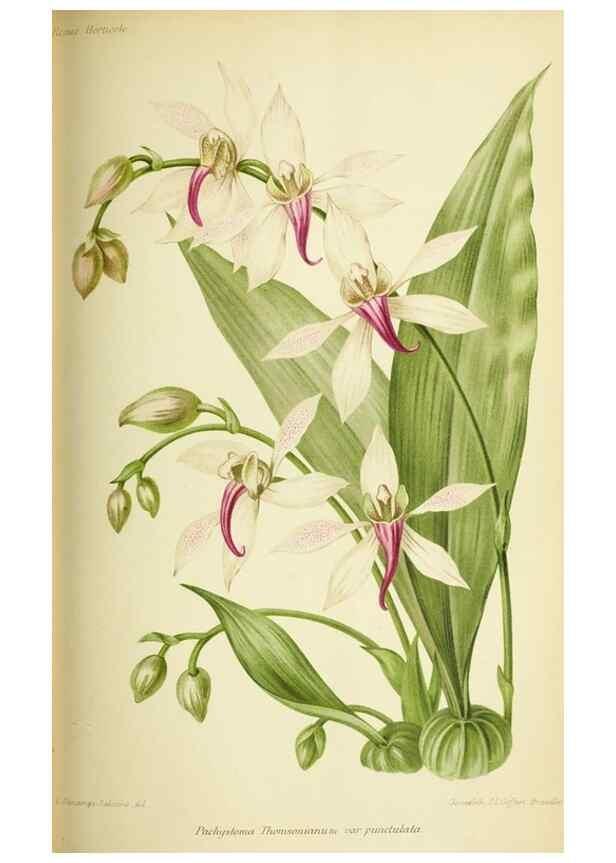 Reproducción/Reproduction 31763729517: Revue horticole.. Paris :Librairie agricole de la maison rustique,1829-1974.. 