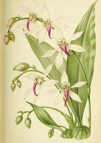 Reproducción/Reproduction 31763729517: Revue horticole.. Paris :Librairie agricole de la maison rustique,1829-1974.. 
