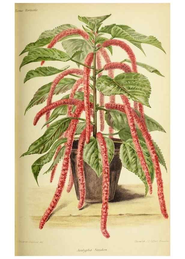 Reproducción/Reproduction 45980372154: Revue horticole.. Paris :Librairie agricole de la maison rustique,1829-1974.. 