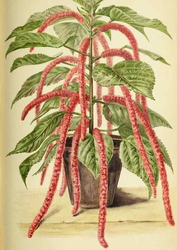 Reproducción/Reproduction 45980372154: Revue horticole.. Paris :Librairie agricole de la maison rustique,1829-1974.. 