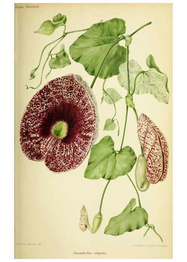 Reproducción/Reproduction 39740057303: Revue horticole.. Paris :Librairie agricole de la maison rustique,1829-1974.. 