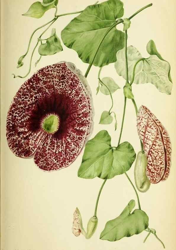 Reproducción/Reproduction 39740057303: Revue horticole.. Paris :Librairie agricole de la maison rustique,1829-1974.. 