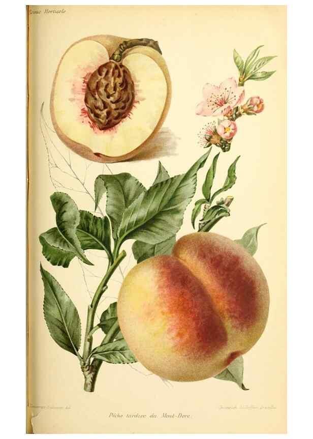 Reproducción/Reproduction 31763698367: Revue horticole.. Paris :Librairie agricole de la maison rustique,1829-1974.. 