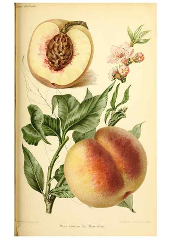Reproducción/Reproduction 31763698367: Revue horticole.. Paris :Librairie agricole de la maison rustique,1829-1974.. 