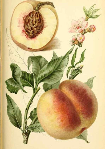 Reproducción/Reproduction 31763698367: Revue horticole.. Paris :Librairie agricole de la maison rustique,1829-1974.. 