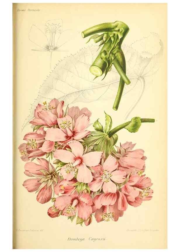 Reproducción/Reproduction 39740022863: Revue horticole.. Paris :Librairie agricole de la maison rustique,1829-1974.. 