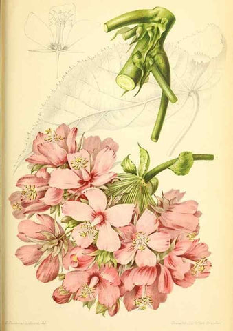 Reproducción/Reproduction 39740022863: Revue horticole.. Paris :Librairie agricole de la maison rustique,1829-1974.. 