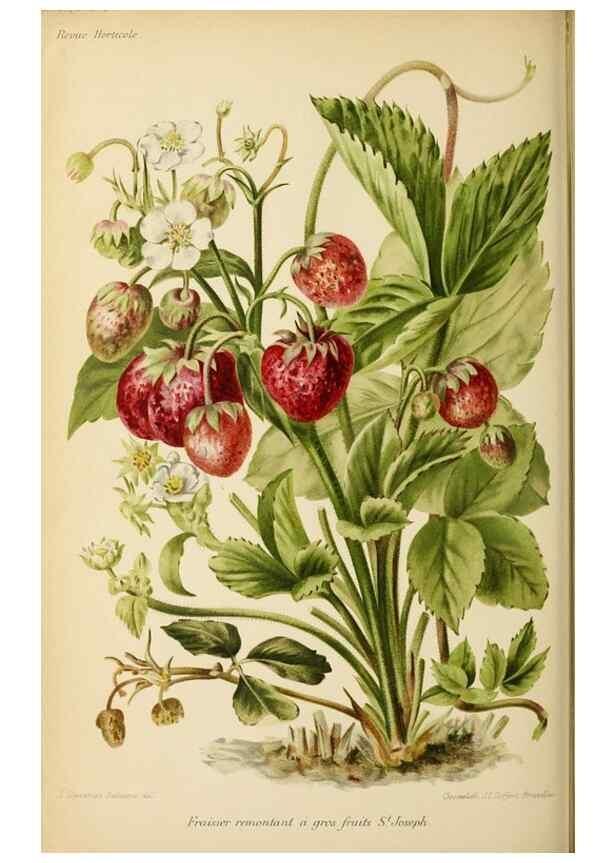Reproducción/Reproduction 31763700737: Revue horticole.. Paris :Librairie agricole de la maison rustique,1829-1974.. 