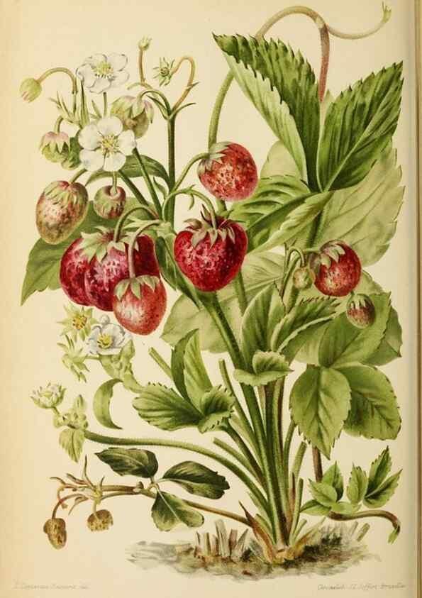Reproducción/Reproduction 31763700737: Revue horticole.. Paris :Librairie agricole de la maison rustique,1829-1974.. 