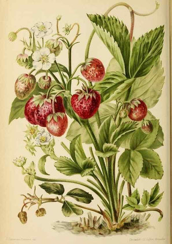 Reproducción/Reproduction 31763700737: Revue horticole.. Paris :Librairie agricole de la maison rustique,1829-1974.. 
