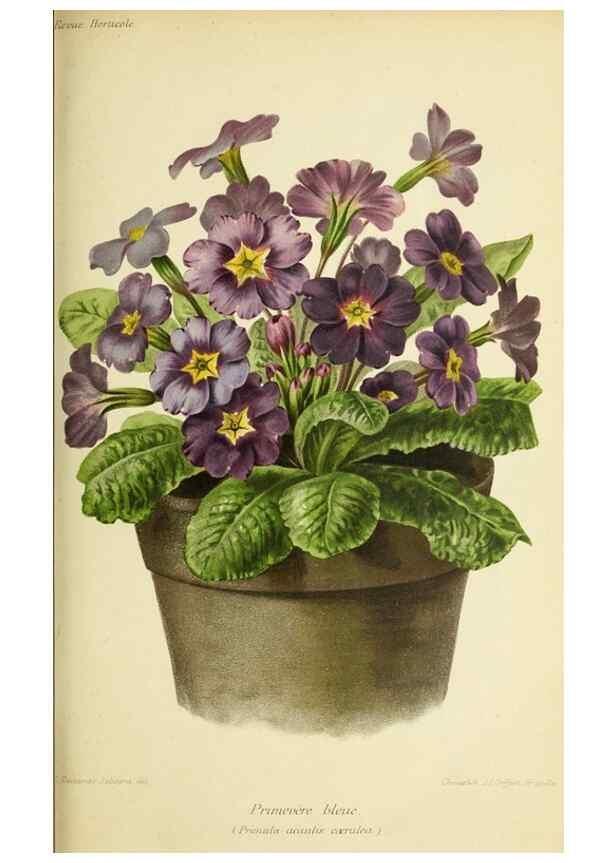 Reproducción/Reproduction 46705046191: Revue horticole.. Paris :Librairie agricole de la maison rustique,1829-1974.. 