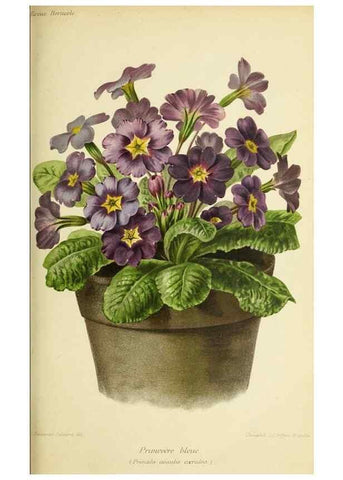 Reproducción/Reproduction 46705046191: Revue horticole.. Paris :Librairie agricole de la maison rustique,1829-1974.. 