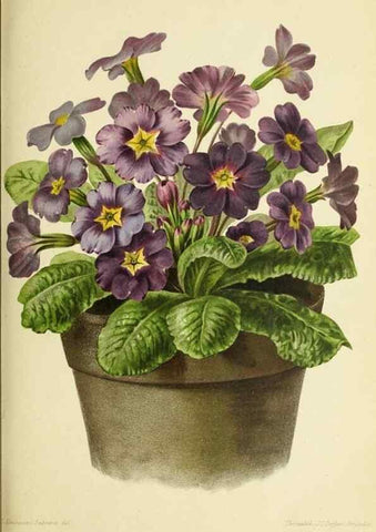 Reproducción/Reproduction 46705046191: Revue horticole.. Paris :Librairie agricole de la maison rustique,1829-1974.. 