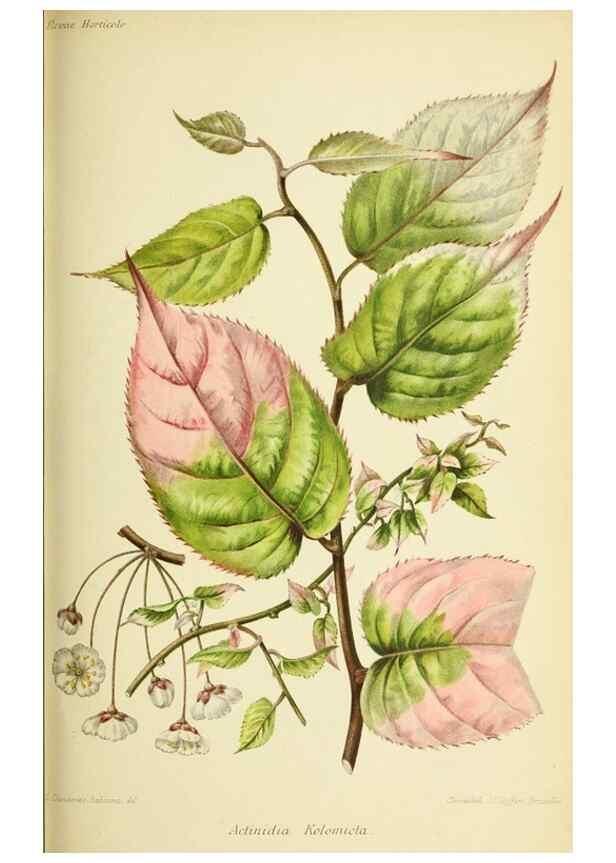 Reproducción/Reproduction 45789620275: Revue horticole.. Paris :Librairie agricole de la maison rustique,1829-1974.. 