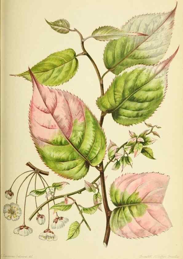 Reproducción/Reproduction 45789620275: Revue horticole.. Paris :Librairie agricole de la maison rustique,1829-1974.. 