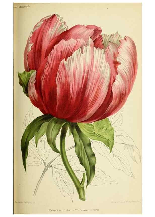Reproducción/Reproduction 45980355874: Revue horticole.. Paris :Librairie agricole de la maison rustique,1829-1974.. 