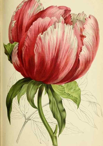 Reproducción/Reproduction 45980355874: Revue horticole.. Paris :Librairie agricole de la maison rustique,1829-1974.. 