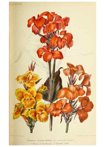 Reproducción/Reproduction 46652354082: Revue horticole.. Paris :Librairie agricole de la maison rustique,1829-1974.. 
