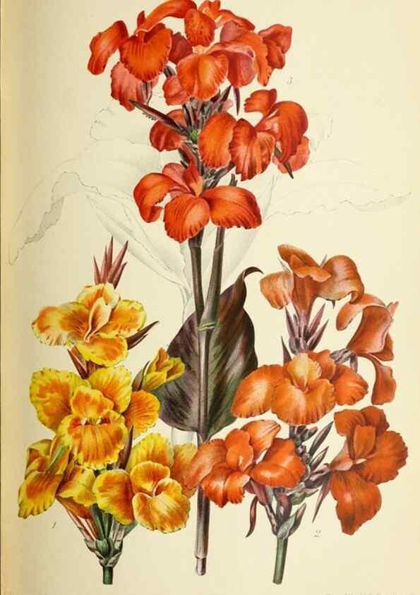 Reproducción/Reproduction 46652354082: Revue horticole.. Paris :Librairie agricole de la maison rustique,1829-1974.. 