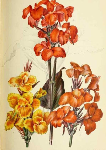 Reproducción/Reproduction 46652354082: Revue horticole.. Paris :Librairie agricole de la maison rustique,1829-1974.. 