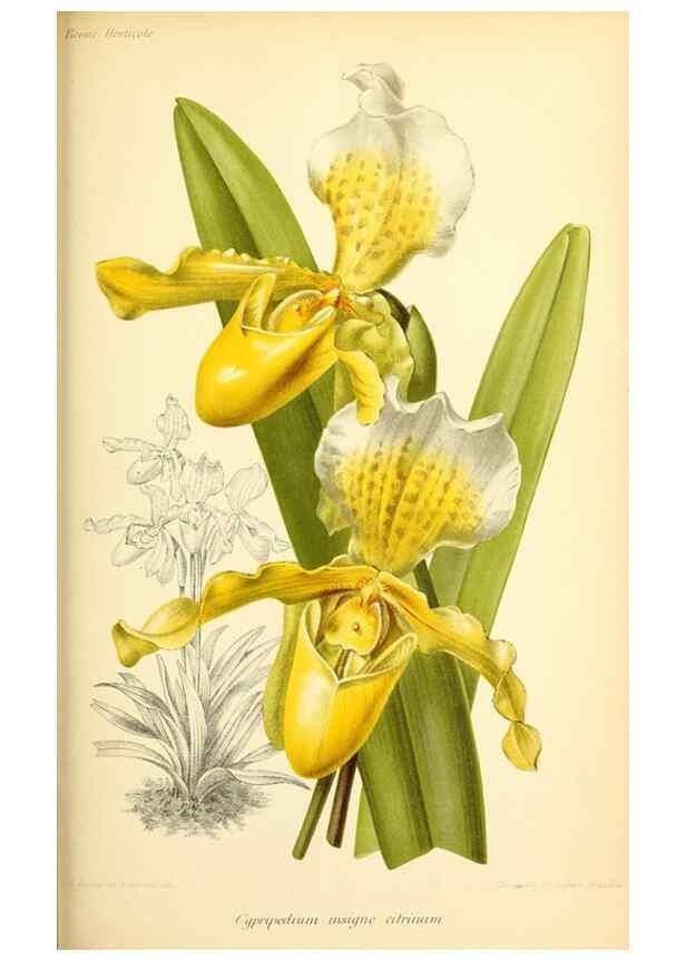 Reproducción/Reproduction 46705012881: Revue horticole.. Paris :Librairie agricole de la maison rustique,1829-1974.. 