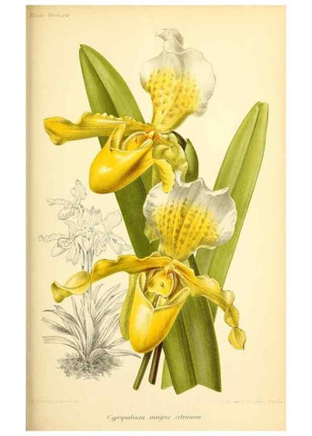 Reproducción/Reproduction 46705012881: Revue horticole.. Paris :Librairie agricole de la maison rustique,1829-1974.. 