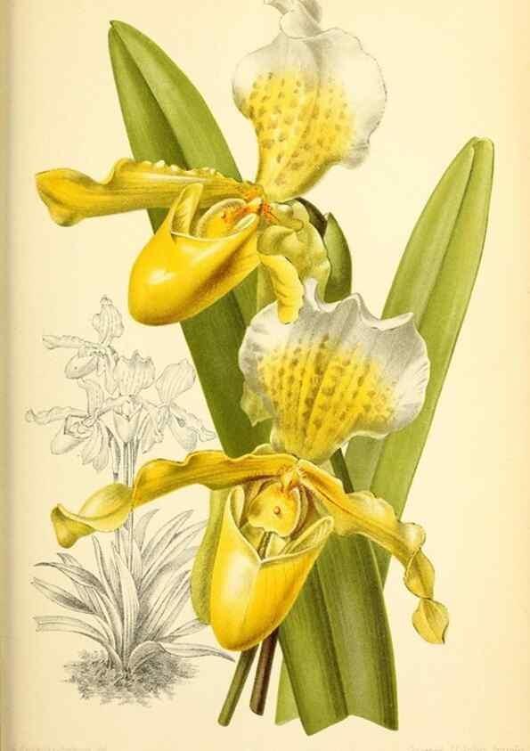 Reproducción/Reproduction 46705012881: Revue horticole.. Paris :Librairie agricole de la maison rustique,1829-1974.. 