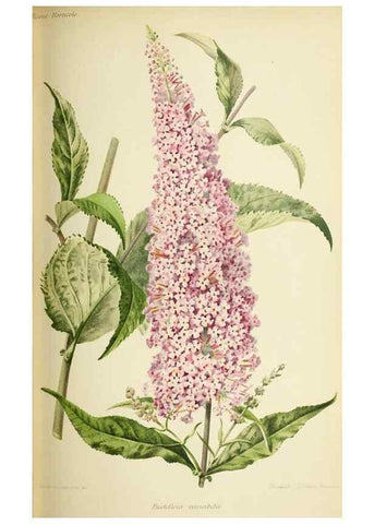 Reproducción/Reproduction 46652354512: Revue horticole.. Paris :Librairie agricole de la maison rustique,1829-1974.. 