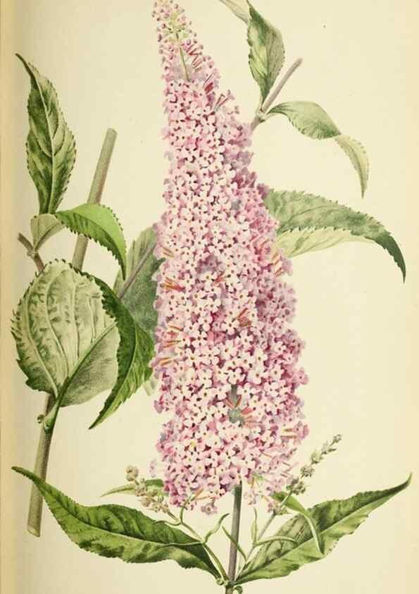 Reproducción/Reproduction 46652354512: Revue horticole.. Paris :Librairie agricole de la maison rustique,1829-1974.. 