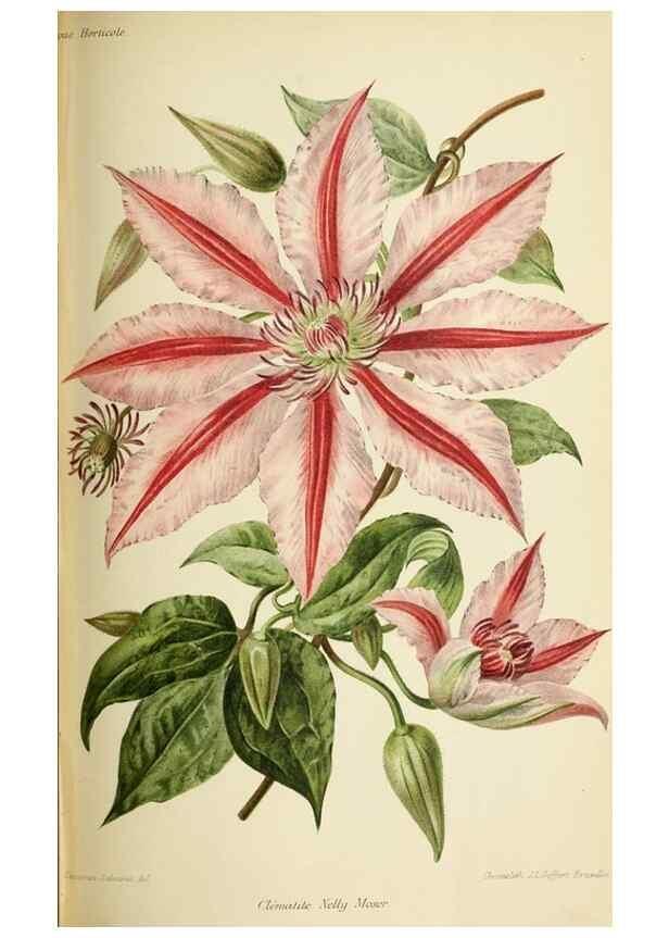 Reproducción/Reproduction 45980364014: Revue horticole.. Paris :Librairie agricole de la maison rustique,1829-1974.. 