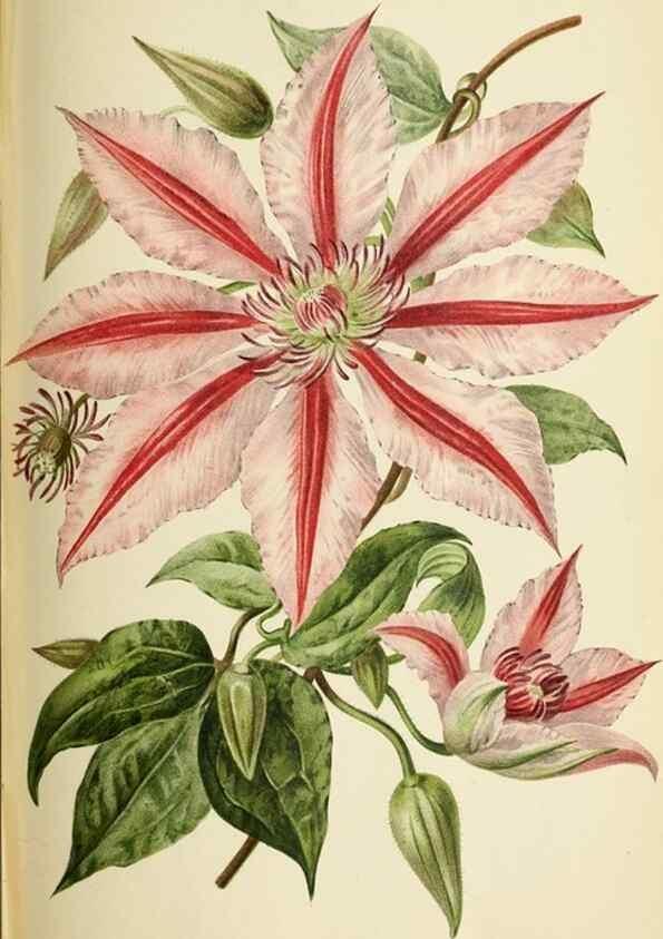 Reproducción/Reproduction 45980364014: Revue horticole.. Paris :Librairie agricole de la maison rustique,1829-1974.. 