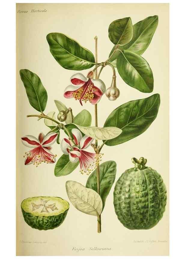 Reproducción/Reproduction 46652356422: Revue horticole.. Paris :Librairie agricole de la maison rustique,1829-1974.. 