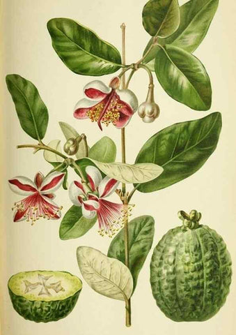 Reproducción/Reproduction 46652356422: Revue horticole.. Paris :Librairie agricole de la maison rustique,1829-1974.. 