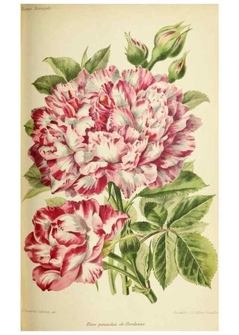 Reproducción/Reproduction 39740052253: Revue horticole.. Paris :Librairie agricole de la maison rustique,1829-1974.. 
