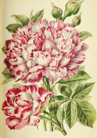 Reproducción/Reproduction 39740052253: Revue horticole.. Paris :Librairie agricole de la maison rustique,1829-1974.. 