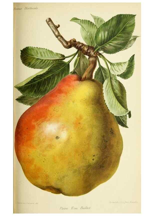 Reproducción/Reproduction 45789628025: Revue horticole.. Paris :Librairie agricole de la maison rustique,1829-1974.. 