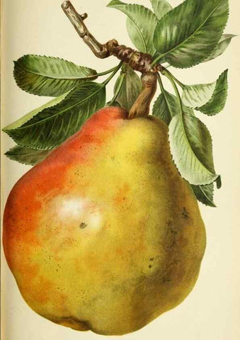 Reproducción/Reproduction 45789628025: Revue horticole.. Paris :Librairie agricole de la maison rustique,1829-1974.. 
