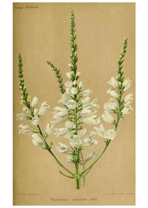 Reproducción/Reproduction 31763724477: Revue horticole.. Paris :Librairie agricole de la maison rustique,1829-1974.. 
