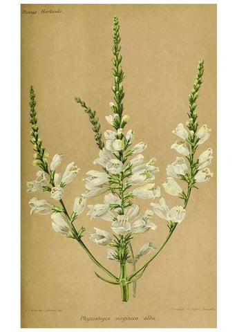 Reproducción/Reproduction 31763724477: Revue horticole.. Paris :Librairie agricole de la maison rustique,1829-1974.. 
