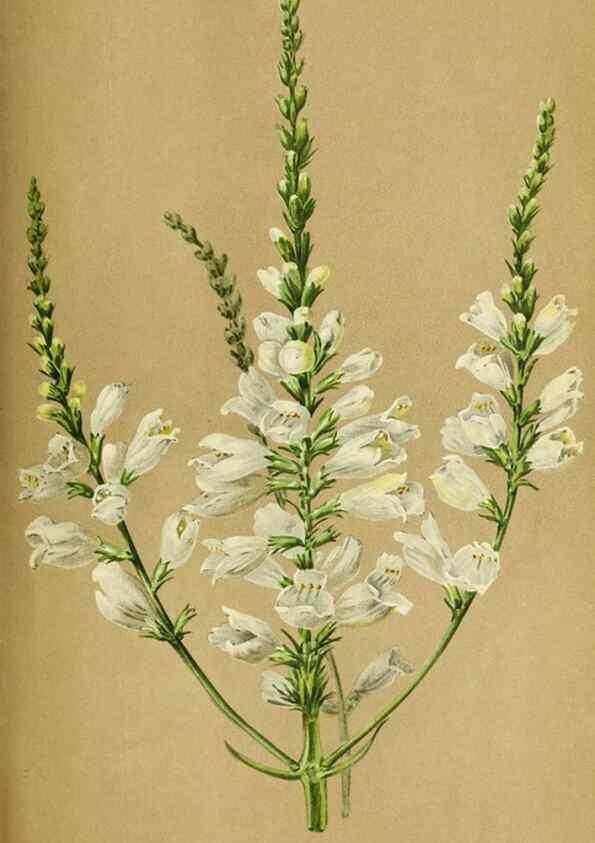 Reproducción/Reproduction 31763724477: Revue horticole.. Paris :Librairie agricole de la maison rustique,1829-1974.. 