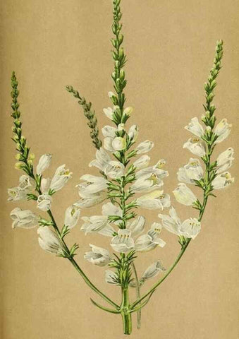 Reproducción/Reproduction 31763724477: Revue horticole.. Paris :Librairie agricole de la maison rustique,1829-1974.. 