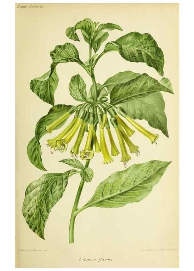 Reproducción/Reproduction 39740054513: Revue horticole.. Paris :Librairie agricole de la maison rustique,1829-1974.. 