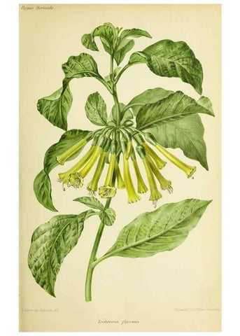 Reproducción/Reproduction 39740054513: Revue horticole.. Paris :Librairie agricole de la maison rustique,1829-1974.. 