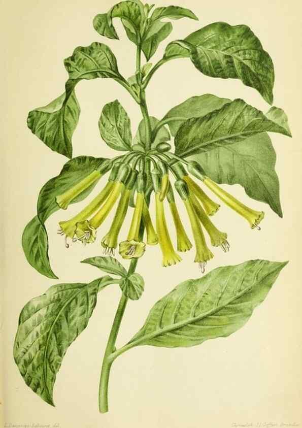 Reproducción/Reproduction 39740054513: Revue horticole.. Paris :Librairie agricole de la maison rustique,1829-1974.. 