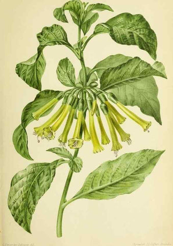 Reproducción/Reproduction 39740054513: Revue horticole.. Paris :Librairie agricole de la maison rustique,1829-1974.. 