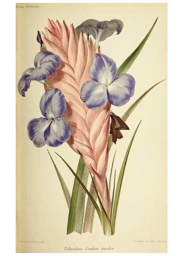 Reproducción/Reproduction 39740050023: Revue horticole.. Paris :Librairie agricole de la maison rustique,1829-1974.. 